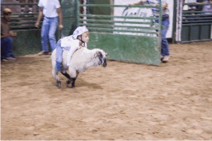 Mutton Bustin